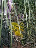 ChihulyGarfieldP1-P1010011