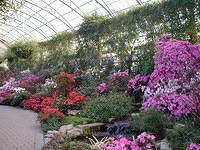 ChihulyGarfieldP1-P1010016