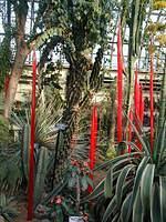 ChihulyGarfieldP1-P1010024