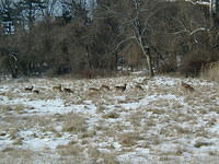 ValleyForge P1010071